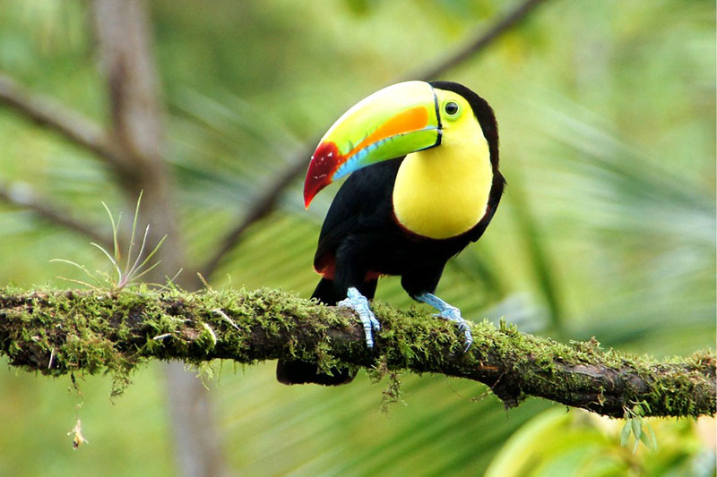 Costa-Rica-Vision-Vacation-Grid-Bird