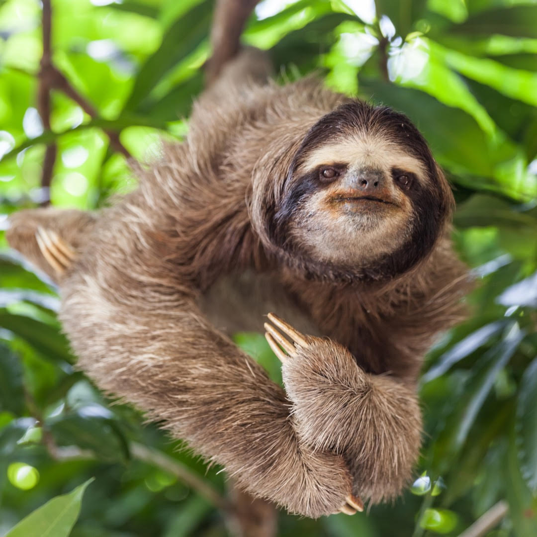 Sloth in the jungle canopy of Guanacaste